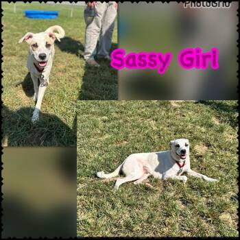 Sassy Girl -  Mixed Breed Dog for Adoption in Blountville, Tennessee - Sassy Girl | PetCurious