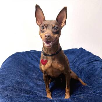 Merlot -  Mixed Breed Dog for Adoption in Medford, Oregon - Merlot | PetCurious