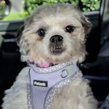 Peggy Anne -  Shih Tzu Dog for Adoption in Hillsborough, North Carolina - Peggy Anne | PetCurious