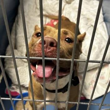 Charlie -  Mixed Breed Dog for Adoption in Merriam, Kansas - Charlie | PetCurious