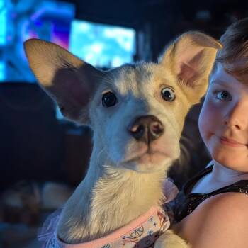 Mixed Breed Dogs Available for Adoption in Melbourne, Kentucky - Starry | PetCurious