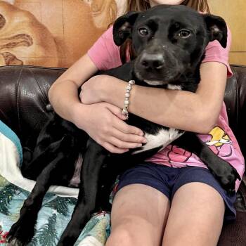 Dough -  Chiweenie Dog for Adoption - Dough | PetCurious