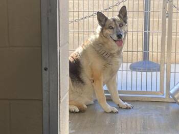 German Shepherd Dog Dogs Available for Adoption in Tustin, California - BUBBLES | PetCurious