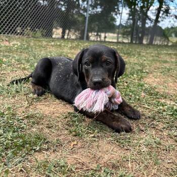 Plott Hound and Mixed Breed Dogs Available for Adoption in Roxboro, North Carolina - Cheryl | PetCurious