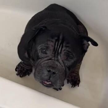 Sinatra - Home to Home -  English Bulldog Dog for Adoption in South Elgin, Illinois - Sinatra - Home To Home | PetCurious