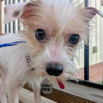 Terrier and Mixed Breed Dogs Available for Adoption in Houston, Texas - Squirtle | PetCurious