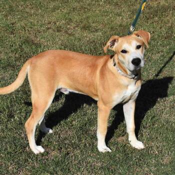 Rescue Mixed Breed Dogs for Adoption in Searcy, Arkansas - King | PetCurious