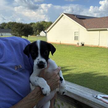 Darla -  Terrier Dog for Adoption in Woodruff, South Carolina - Darla | PetCurious