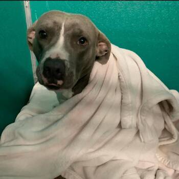 Rocky -  Pit Bull Terrier Dog for Adoption in Dickinson, Texas - Rocky | PetCurious
