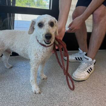Mixed Breed Dogs Available for Adoption in Englewood, Florida - Noodle | PetCurious