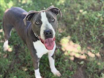STONE -  Pit Bull Terrier Dog for Adoption in Tulsa, Oklahoma - STONE | PetCurious