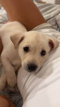 Yellow Labrador Retriever Dogs Available for Adoption in El Cajon, California - Bomba | PetCurious