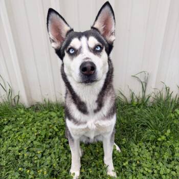 Husky Dogs Available for Adoption in Kerrville, Texas - Joy #247.26 | PetCurious