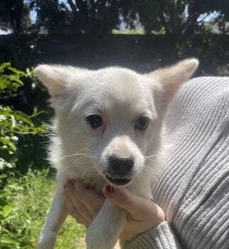 Chihuahua Dogs Available for Adoption in San Diego, California - Daisy | PetCurious