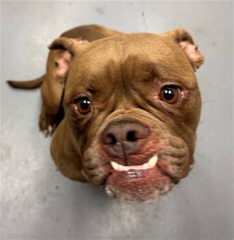 BIANCA DEL RIO -  Boxer and Mixed Breed Dog Available for Adoption in Peoria, Illinois - BIANCA DEL RIO | PetCurious