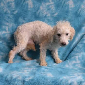 Waldorf -  Miniature Poodle and Mixed Breed Dog for Adoption in Eureka, California - Waldorf | PetCurious