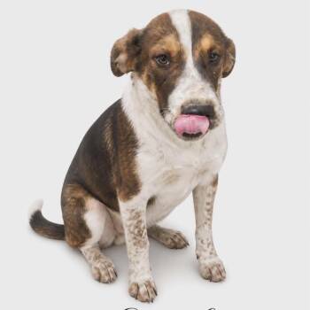 Australian Cattle Dog Blue Heeler and Mixed Breed Dogs Available for Adoption in Parker, Colorado - 567 (2026) Sarah | PetCurious