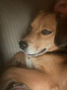 Beagle Dogs Available for Adoption - Sunny | PetCurious