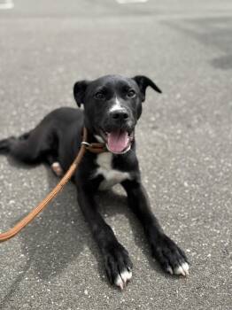 Black Labrador Retriever and American Staffordshire Terrier Dogs Available for Adoption in Milford, Connecticut - Kitty  | PetCurious