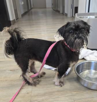Saly -  Brussels Griffon Dog for Adoption in Benbrook, Texas - Saly | PetCurious