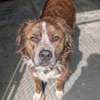 Australian Shepherd and Mixed Breed Dogs Available for Adoption in Jefferson City, Tennessee - Bean | PetCurious