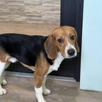 Chocolate Chip VHX4 - 9771 -  Beagle Dog for Adoption in Loxahatchee Groves, Florida - Chocolate Chip VHX4 - 9771 | PetCurious