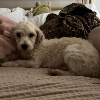 Carl -  Havanese Dog for Adoption in Cincinnati, Ohio - Carl | PetCurious