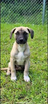 Blossom -  Mixed Breed Dog Available for Adoption in Groveland, Massachusetts - Blossom | PetCurious