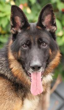 Ace von Achtrup -  German Shepherd Dog Dog for Adoption in Los Angeles, California - Ace Von Achtrup | PetCurious