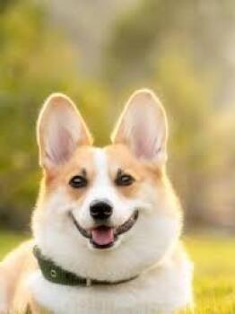 Akita Dogs Available for Adoption in New York, New York - Testpet1 | PetCurious