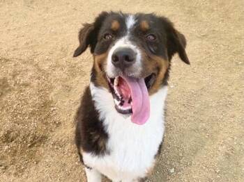 Justy -  Mixed Breed Dog for Adoption in Georgetown, Texas - Justy | PetCurious