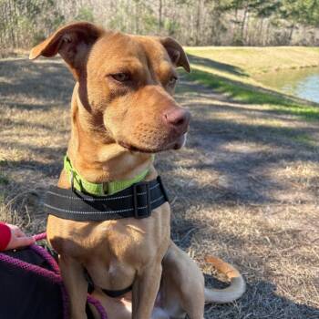 Mixed Breed Dogs Available for Adoption - Caramel 28368 | PetCurious