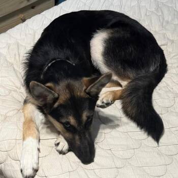 German Shepherd Dog Dogs Available for Adoption in Livingston, Texas - Rokie | PetCurious