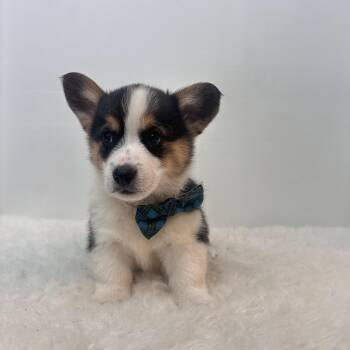 Pembroke Welsh Corgi Dogs Available for Adoption in Wrightstown, New Jersey - Scooter | PetCurious