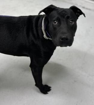 Trudy -  Mixed Breed and Labrador Retriever Dog for Adoption in Savannah, Georgia - Trudy | PetCurious