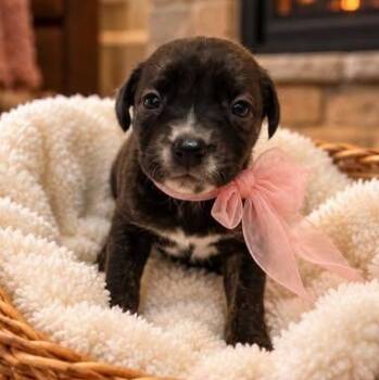 Beebee -  Beagle Dog for Adoption in Crosby, Texas - Beebee | PetCurious