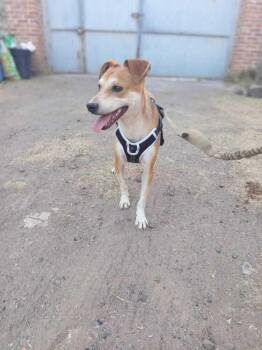 Miniature Pinscher and Chihuahua Dogs Available for Adoption in Gig Harbor, Washington - Frijol (Bean) | PetCurious