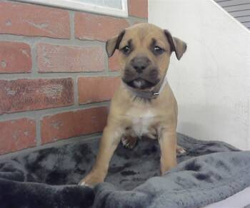 Staffordshire Bull Terrier and Mixed Breed Dogs Available for Adoption - GARRUS | PetCurious