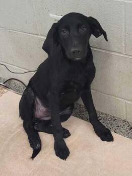 Liberty Belle -  Labrador Retriever and Mixed Breed Dog for Adoption in Kansas City, Missouri - Liberty Belle | PetCurious