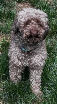 Poodle Dogs Available for Adoption in Troy, Virginia - Mia | PetCurious