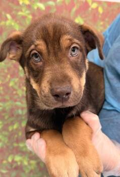 Shepherd and Mixed Breed Dogs Available for Adoption in San Antonio, Texas - Parsnip | PetCurious