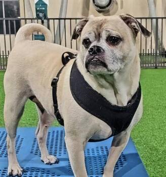 Romeo -  Pug and Beagle Dog for Adoption in Oakland Park, Florida - Romeo | PetCurious