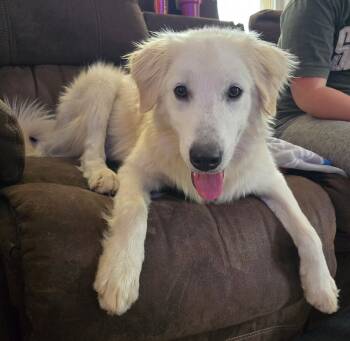 Rescue Great Pyrenees Dogs for Adoption in Plymouth, Michigan - Sully (1531) | PetCurious