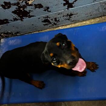 PBA-Stray-11753 -  Rottweiler Dog for Adoption in Pine Bluff, Arkansas - PBA-Stray-11753 | PetCurious