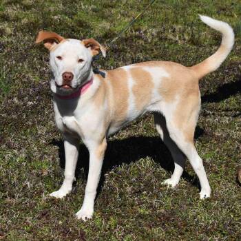 Mixed Breed Dogs Available for Adoption - Misty | PetCurious