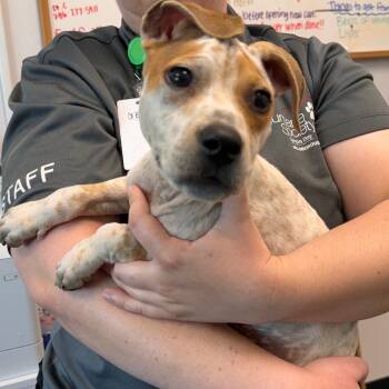 Rose -  Terrier Dog for Adoption in Clearwater, Florida - Rose | PetCurious