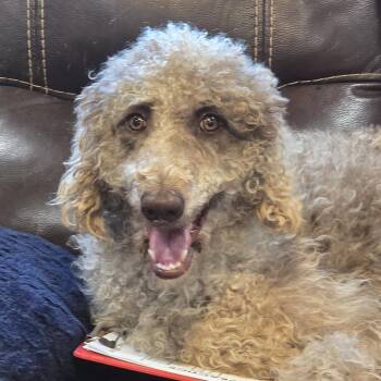 Labradoodle and Australian Shepherd Dogs Available for Adoption in Athens, Alabama - Ruby (groomed Soon!) | PetCurious