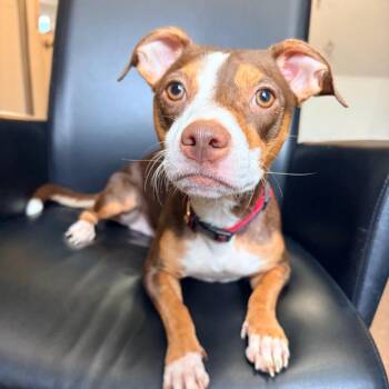 Lovely -  Rat Terrier Dog for Adoption in Belleville, Illinois - Lovely | PetCurious