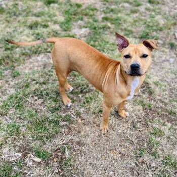Pit Bull Terrier and Mixed Breed Dogs Available for Adoption - Irma | PetCurious