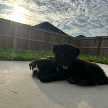River -  Shepherd and Mixed Breed Dog for Adoption in Fayetteville, Arkansas - River | PetCurious